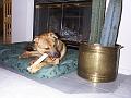 Dog on bed 2
